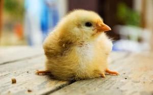 Почему возникает понос у цыплят и его лечение