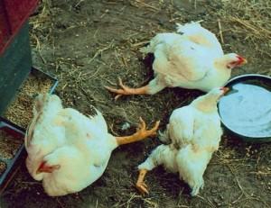 Фото цыплят, которые падают на ноги