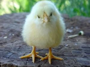 Фото маленького желтого цыпленка
