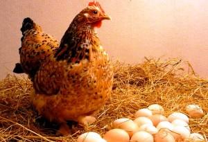 Курица-несушка возле яиц