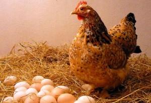 Курица возле яиц в птичнике