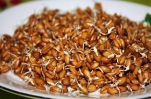 Пророщенная пшеница полезна курам
