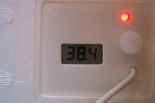 Индикатор температуры домашнего инкубатора