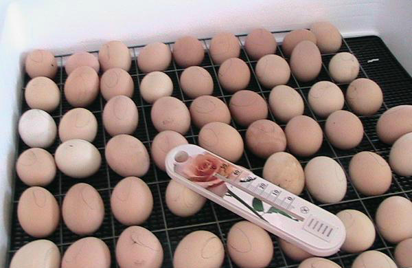 Инкубационные яйца в приборе "Идеальная наседка"