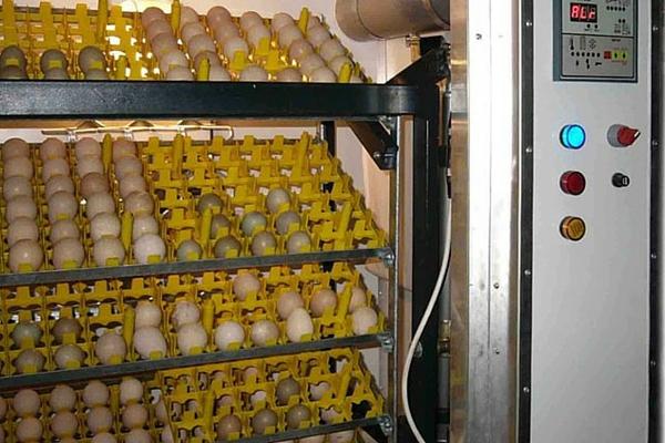 Яйца царской курицы в инкубаторе