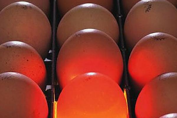Цесарка дает высококачественный яичный продукт