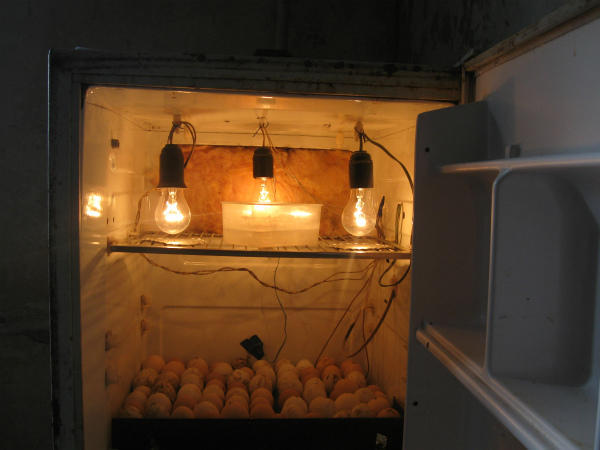 Инкубатор из старого холодильника