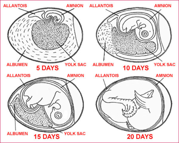Цикл развития эмбриона в инкубаторе