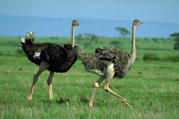 Самец и самка африканского страуса
