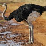 Черный африканский страус – фото