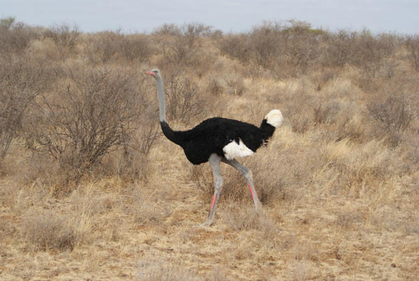 Самец сомалийского подвида африканского страуса