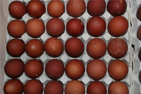 Подготовка яиц вельзумерских кур к инкубации