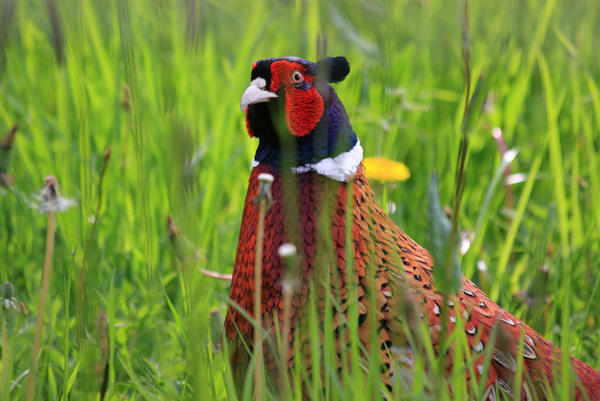 Петух фазана обыкновенного в зарослях травы