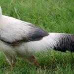Белый ушастый фазан - фото