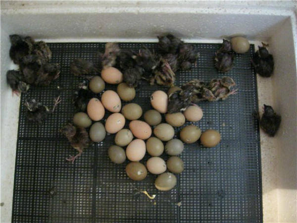 Появление на свет фазанят из инкубационного яйца