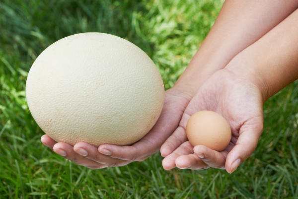 Сравнение яиц страуса и курицы