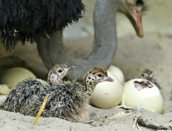 Появление на свет страусят