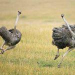 Два страуса убегают от опасности
