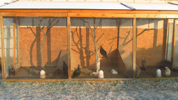 Уютные вольеры для содержания фазанов
