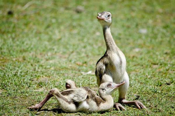 Новорожденные птенцы страуса Нанду