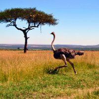 Страус бежит по просторам Кении