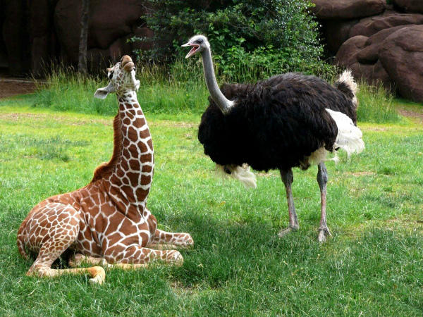 «Общение» страуса с жирафом