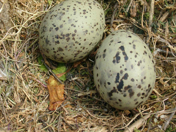 Два яйца серой куропатки