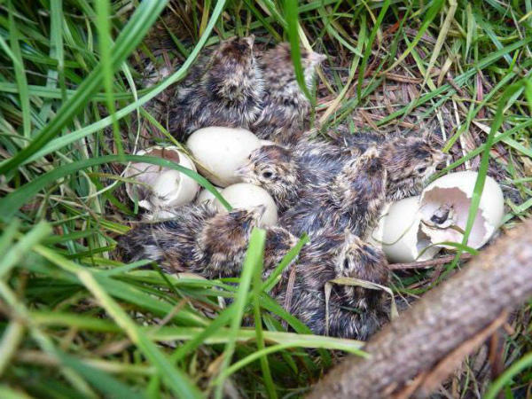 Новорожденные птенцы серой куропатки