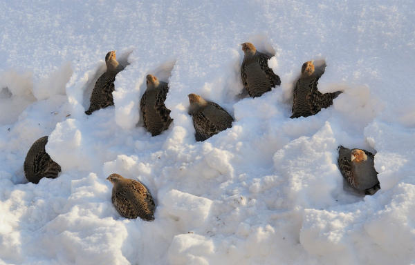 Серые куропатки прячутся в снегу