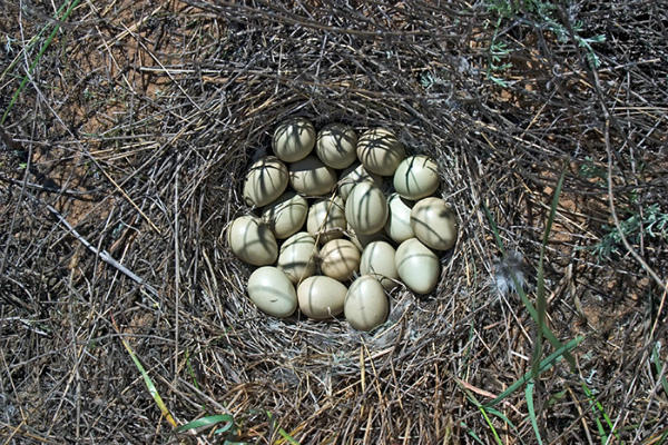 Фотография гнезда серой куропатки