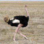 Взрослый самец африканского страуса