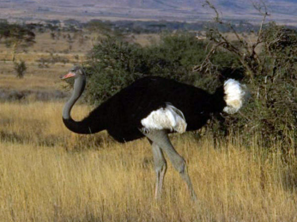 Горайо – сомалийский вид страуса