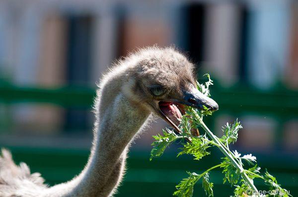 Главная пища для страусов – растительная