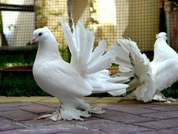Павлиньи голуби являются исключительно вольерной птицей