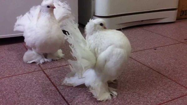 Омские статные голуби
