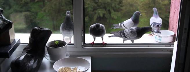 Птицы отдают предпочтение незастекленным балконам