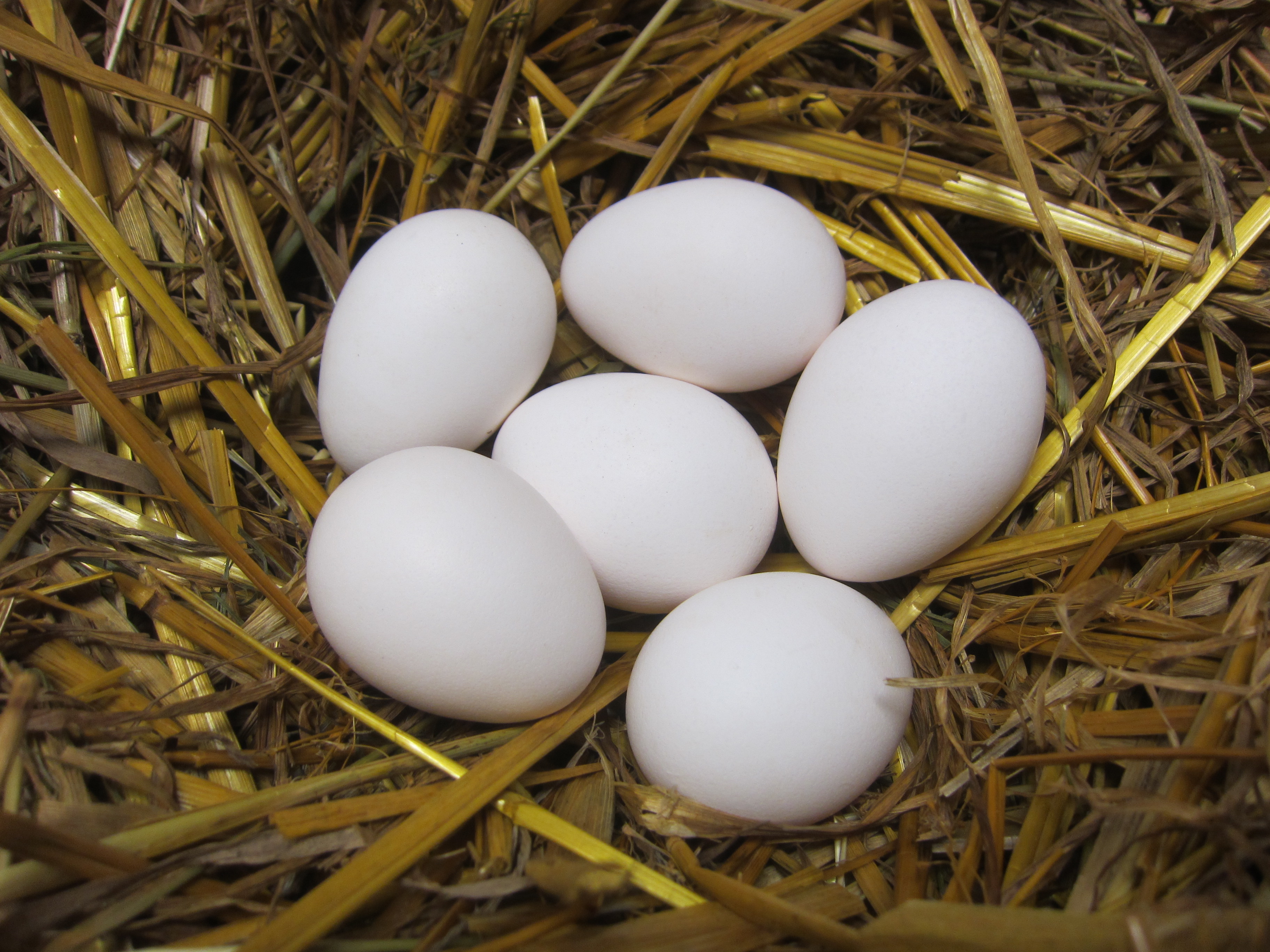 Годовой показатель яйценоскости составляет 150–170 яиц