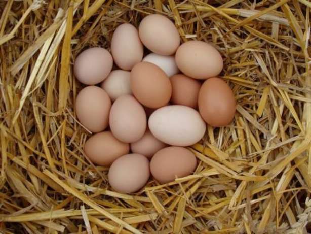 Годовой показатель яйценоскости составляет 200 яиц