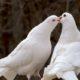 Белые голубь и голубка