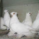 Белые короткоклювые узбекские голуби