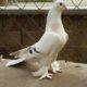 Супер летный иранский бойный голубь
