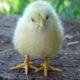 Фото маленького желтого цыпленка